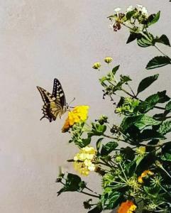 een vlinder op een muur naast een plant met bloemen bij Blu Vacanze Residence in Favignana