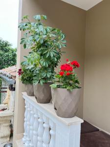 Zahrada ubytování Kasmi Home 2