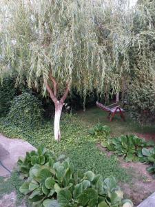 un arbre dans un jardin avec un banc sous celui-ci dans l'établissement Cabana Timeea, à Ostrovu Corbului