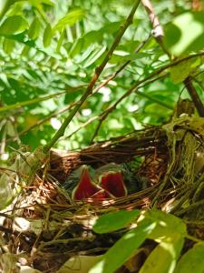 gniazdo ptaków siedzących na drzewie w obiekcie Silk Island Homestay 