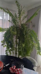 Billede fra billedgalleriet på Stay 4May i Tsumeb