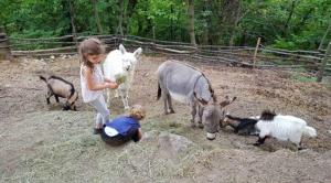 Ein kleines Mädchen, das mit Tieren im Zoo spielt. in der Unterkunft Gite avec piscine et terrain in Valgorge
