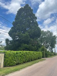a large tree behind a hedge on a street at La Villa Séquoia in Les Bordes-Aumont