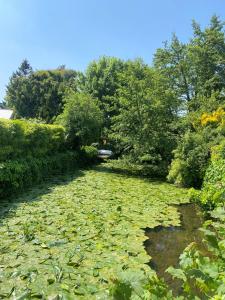 einen Teich voller Seerosenblätter in einem Garten in der Unterkunft The Riverside Inn in Chelmsford