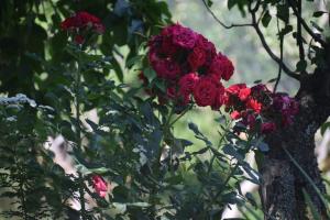 Κήπος έξω από το Pine Wood Homestay