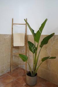 Φωτογραφία από το άλμπουμ του Eco Finca Vista Mar y Teide σε Icod de los Vinos