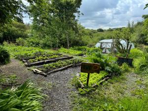 a garden with several rows of plants and a greenhouse at The Common Knowledge Centre in Kilfenora