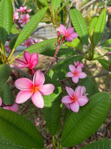 Giardino di Le jardin des B-joux