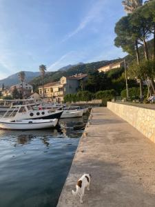 a dog standing on a dock with boats in the water at Apartment Seaside bay in Herceg-Novi +11 photos