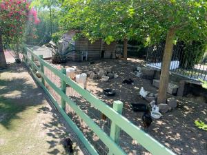 a group of chickens in a yard next to a fence at DOMAINE DE LA SOURCO - Villa, Maisons & Chalet, Magnifique Havre De Paix En Provence in Trans-en-Provence