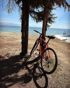 a bike parked next to a tree on the beach at Lake Sevan Hostel in Sevan