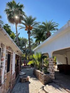 a building with palm trees and a cat laying on the ground at Casas Rio Mulege in Mulegé
