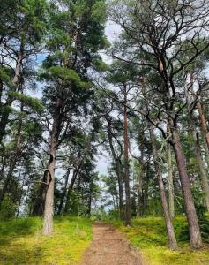 a dirt road in the middle of a forest at Apartment by seaside in Ķesterciems