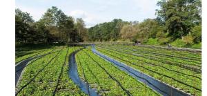 a field of green crops with trees in the background at Azumi Relax Lodge in Azumino