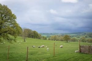 a herd of sheep grazing in a green field at Woodlands Shepherds HutChatsworth Estate in Baslow