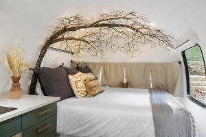 Gallery image of Royal Fern in Pisgah Forest