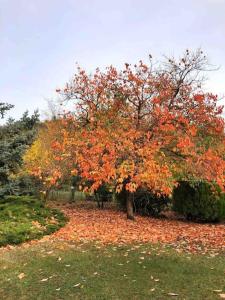 Gallery image of Casa Ivan in Tihaljina