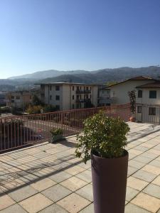 ein großer Topf mit einer Pflanze auf einer Terrasse in der Unterkunft Hotel Ristorante Il Pirata in San Vito di Leguzzano