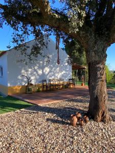 a tree with some pots on the ground under it at Monte da Marouca-Mont’Argil in Montargil