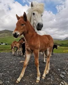 a horse and a white horse standing in a field at Boutique Hotel Anna by EJ Hotels in Holt +47 photos