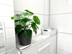 莱克斯Studio mit See- und Bergblick的相册照片