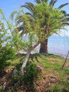 eine Palme und Blumen auf einem Hügel in der Nähe des Ozeans in der Unterkunft Alonaki Seafront Cottage in Nea Anchialos