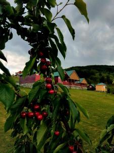 einen Zweig eines Baumes mit roten Beeren darauf in der Unterkunft ECO ViLLAGE CORIC in Mojkovac