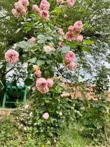 Zahrada ubytování Sarajevo Flower Garden