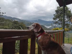 Ảnh trong thư viện ảnh của Eco Hotel Birdland en Buga Valle ở Buga