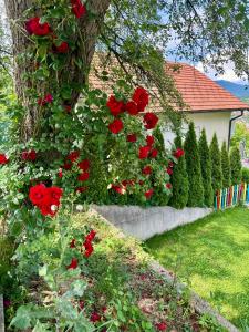 Zahrada ubytování Sarajevo Flower Garden