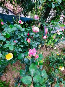 Zahrada ubytování Sarajevo Flower Garden