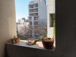 a window with potted plants on a window sill at DEPTO 2 Y 62 CON COCHERA PROPIA in La Plata