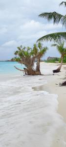 twee palmbomen op een strand met water bij Oi Beach in Maamigili
