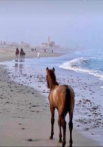 a horse standing on the beach near the ocean at Al Ashkhara Beach House in Al Ashkharah