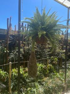 Una planta grande en un jardín en un invernadero. en Habitación El Silencio - Athos Hotel B, en Bolivia