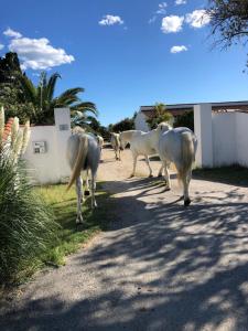 a group of white horses walking down a road at Gite Armieux in Saintes-Maries-de-la-Mer +24 photos