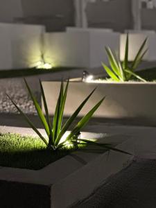 dwie rośliny w garnkach z oświetleniem na ziemi w obiekcie Petra Maris B&B w mieście Peschici
