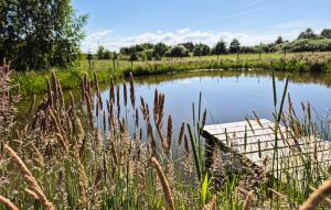 ein kleiner Teich auf einem Feld mit hohem Gras in der Unterkunft 1 Bedroom Beautiful Home In Bedzino in Będzino + 11 Fotos