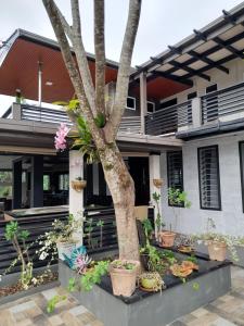 a tree in front of a house with potted plants at BIDESI VILLA Apartments in Suva