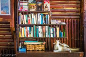 two cats sitting on a table in front of a book shelf at Gecko Guesthouse in Pantai Cenang
