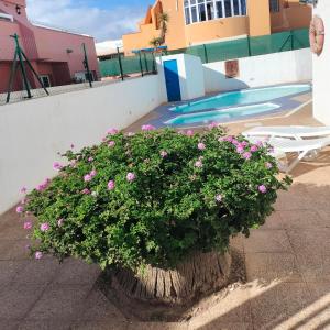 a pot of flowers next to a swimming pool at vivienda vacacional Alipatri in Caleta De Fuste