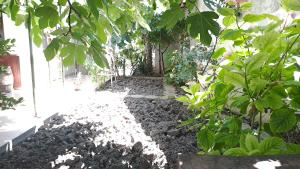 a garden with rocks and trees and plants at Summerbreath Apartments in Ahtopol +3 photos