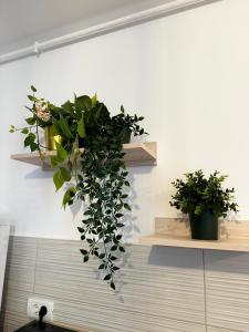 Ảnh trong thư viện ảnh của EVRA APARTMENTS Royal 2 ở Timişoara