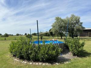 a blue pool in a field with two bushes at Ferienhaus alte Dorfschule Dolgen in Dolgen