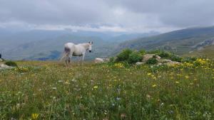 un caballo blanco parado en un campo de flores en Zaur Guest hause, en Xınalıq