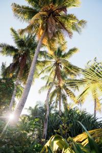 Zahrada ubytování Ostrov Palm