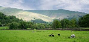 a group of animals grazing in a field with mountains at Panoramic Views & Spacious Living by LetMeStay in Grasmere