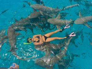 Hosté ubytování Chambao Maldives