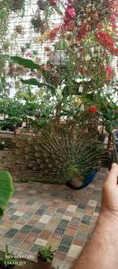 una planta de plumas de pavo real sentada en el suelo en Hotel Guest House GOLDEN DEGREZ, en Bukhara
