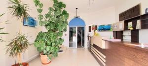 ein Zimmer mit zwei Topfpflanzen in einer Apotheke in der Unterkunft Villa Grande in Iaşi